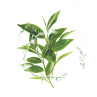 Garnier HydraBomb Rebalancing Face Mask